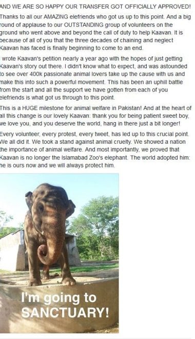 Pakistan, liberato l'elefante Kaavan. Gli attivisti: "400mila firme, il mondo lo ha adottato"