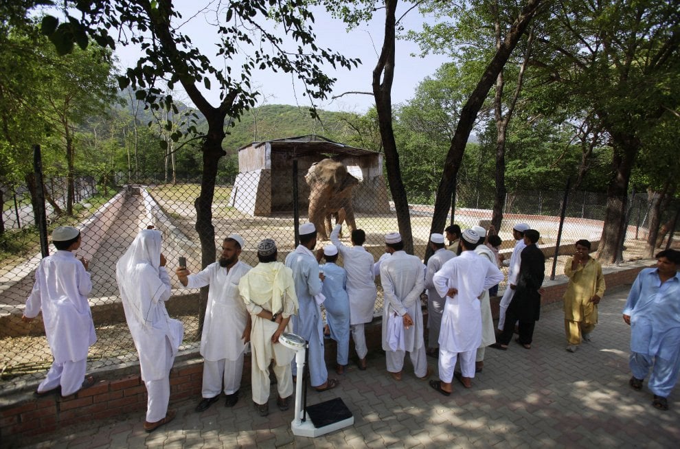 Pakistan, liberato l'elefante Kaavan. Gli attivisti: "400mila firme, il mondo lo ha adottato"