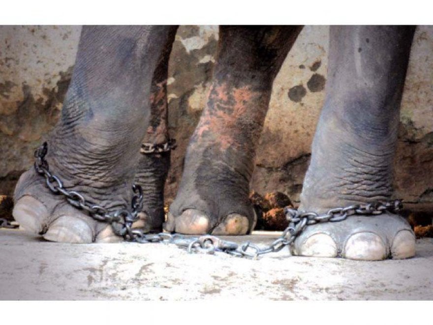 Pakistan, liberato l'elefante Kaavan. Gli attivisti: "400mila firme, il mondo lo ha adottato"