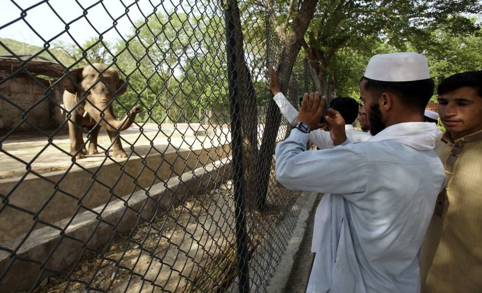 Pakistan, liberato l'elefante Kaavan. Gli attivisti: "400mila firme, il mondo lo ha adottato"