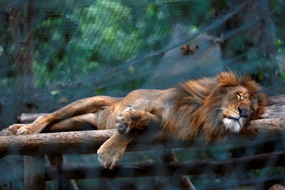 Venezuela, emergenza cibo anche negli zoo: decine di esemplari morti di fame