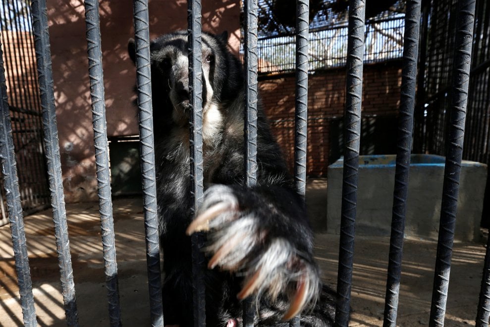 Venezuela, emergenza cibo anche negli zoo: decine di esemplari morti di fame