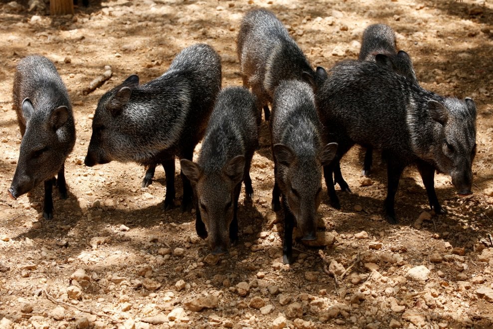 Venezuela, emergenza cibo anche negli zoo: decine di esemplari morti di fame