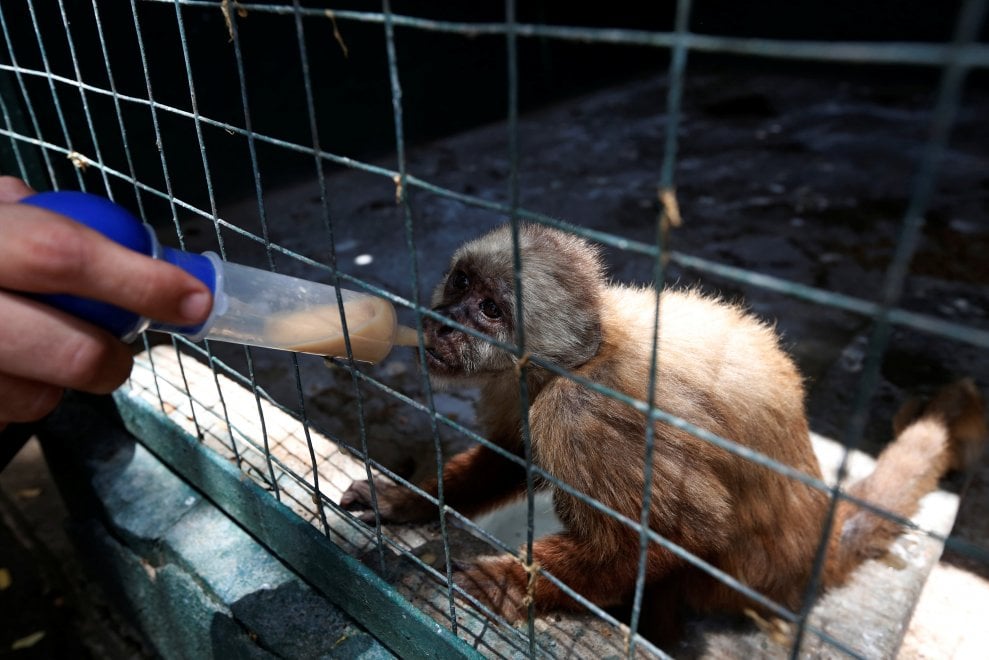 Venezuela, emergenza cibo anche negli zoo: decine di esemplari morti di fame