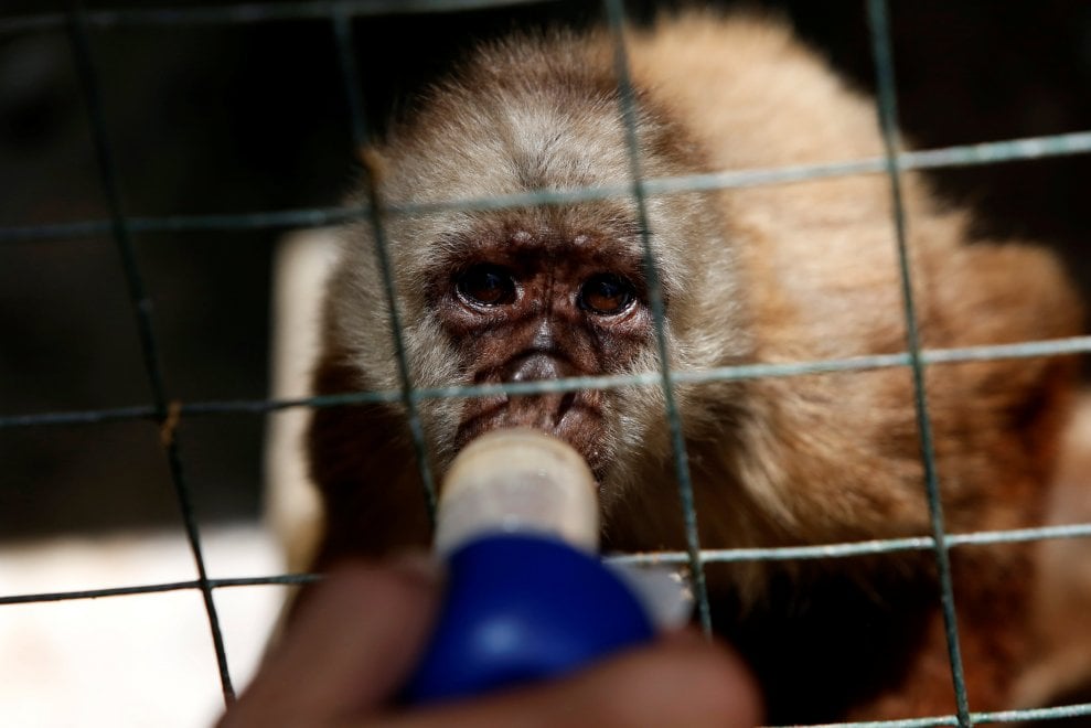 Venezuela, emergenza cibo anche negli zoo: decine di esemplari morti di fame