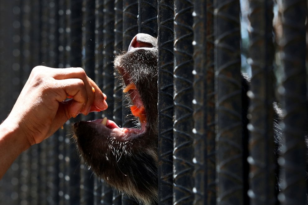 Venezuela, emergenza cibo anche negli zoo: decine di esemplari morti di fame