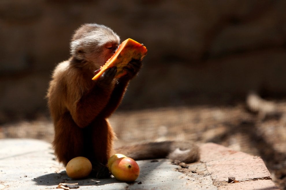 Venezuela, emergenza cibo anche negli zoo: decine di esemplari morti di fame