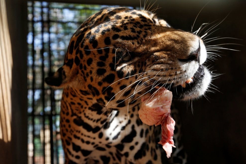 Venezuela, emergenza cibo anche negli zoo: decine di esemplari morti di fame