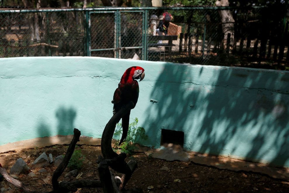 Venezuela, emergenza cibo anche negli zoo: decine di esemplari morti di fame