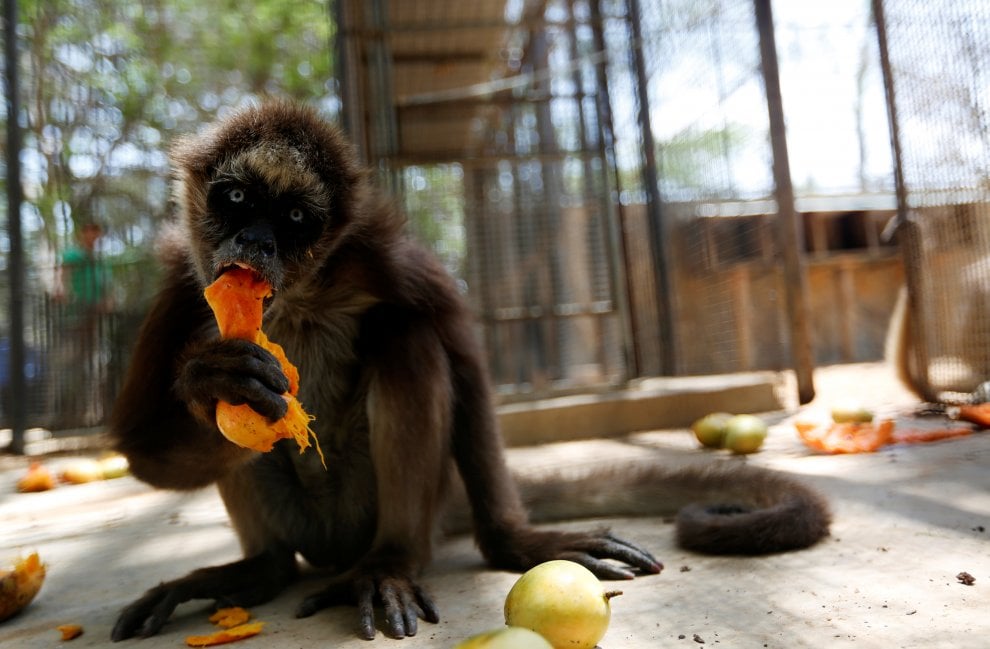 Venezuela, emergenza cibo anche negli zoo: decine di esemplari morti di fame