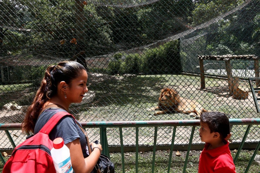 Venezuela, emergenza cibo anche negli zoo: decine di esemplari morti di fame