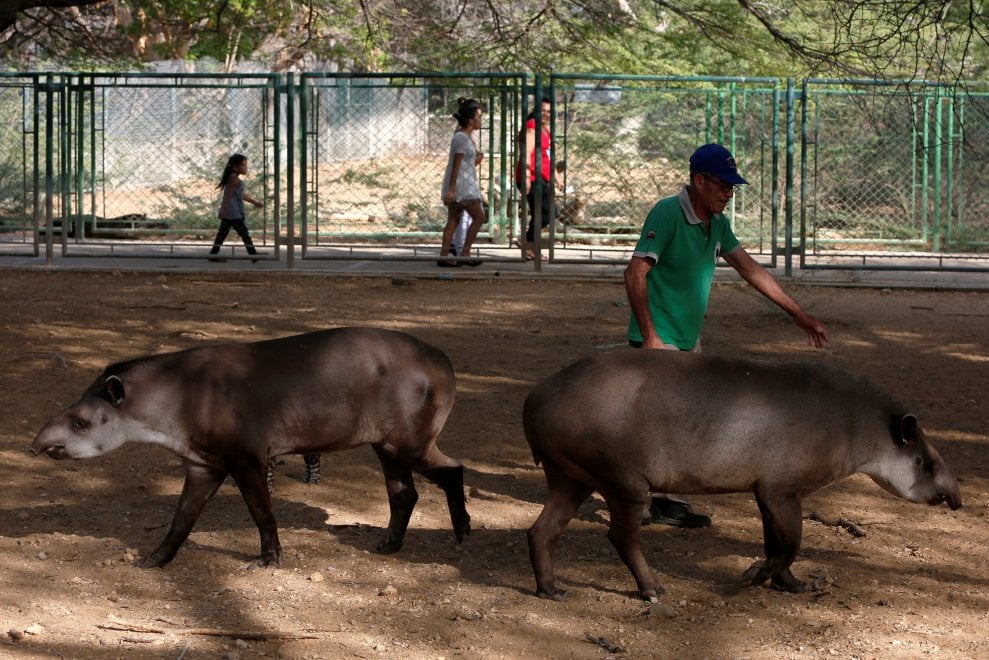 Venezuela, emergenza cibo anche negli zoo: decine di esemplari morti di fame