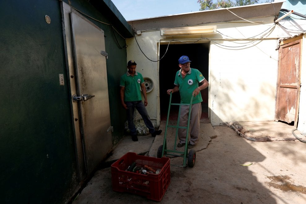 Venezuela, emergenza cibo anche negli zoo: decine di esemplari morti di fame