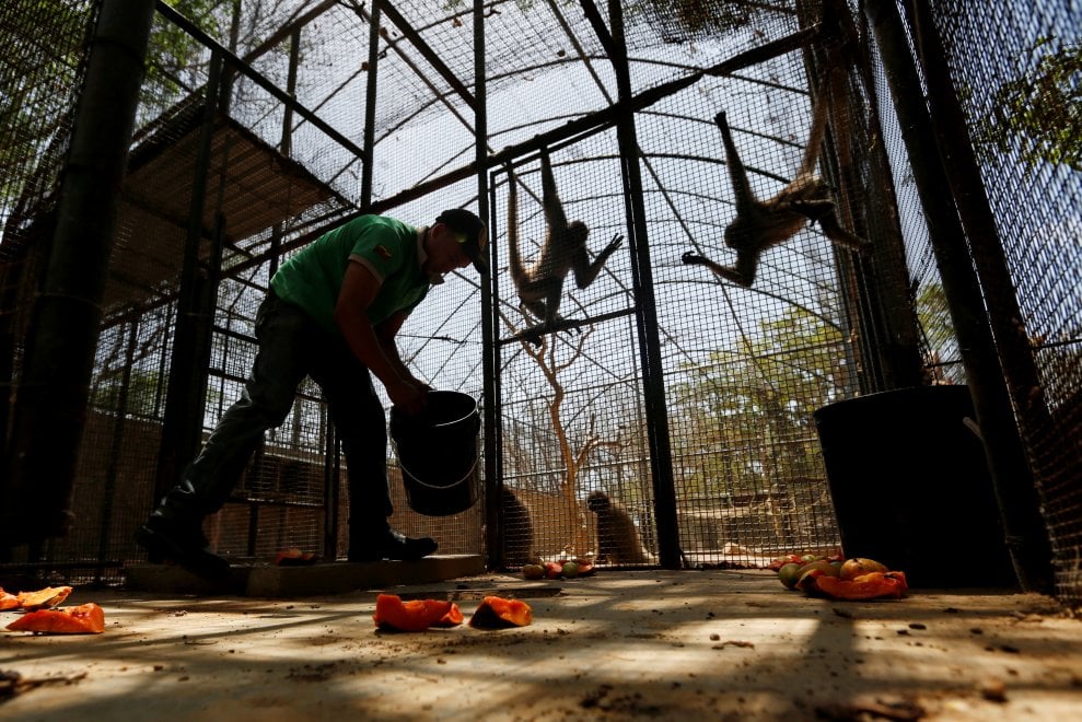 Venezuela, emergenza cibo anche negli zoo: decine di esemplari morti di fame