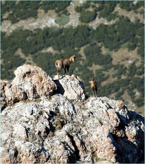 I camosci riconquistano le vette