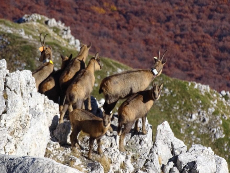 I camosci riconquistano le vette