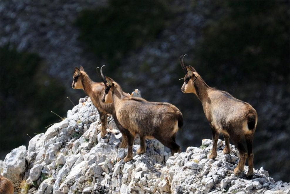 I camosci riconquistano le vette