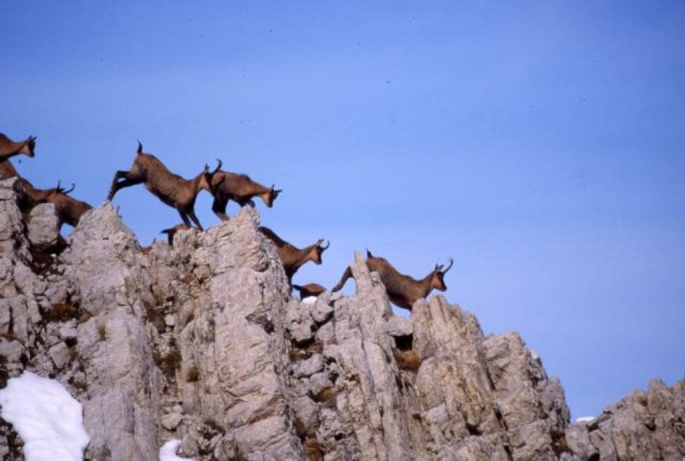 I camosci riconquistano le vette