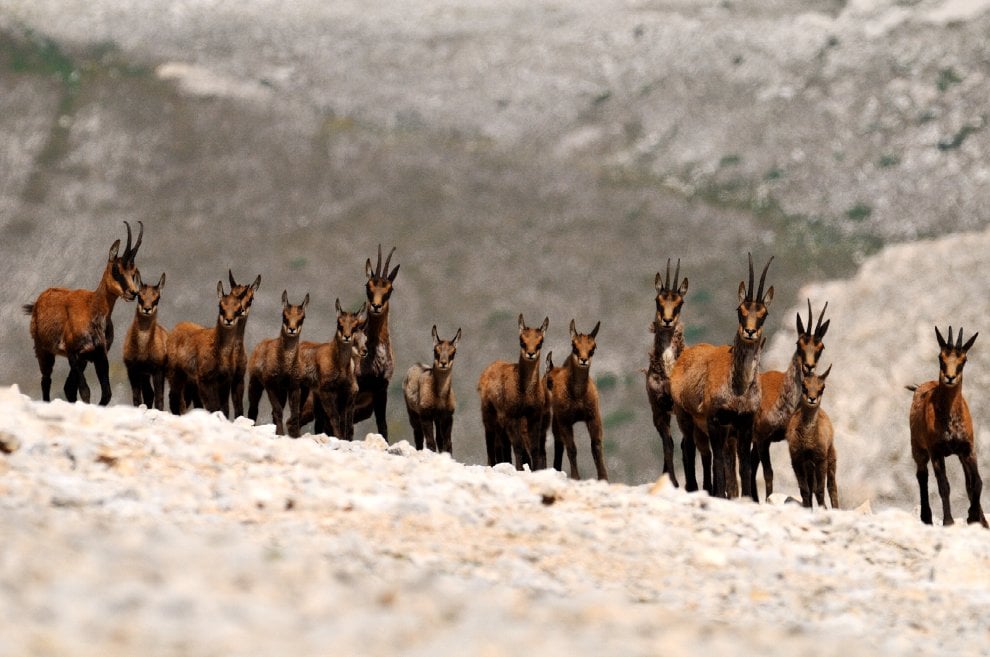 I camosci riconquistano le vette