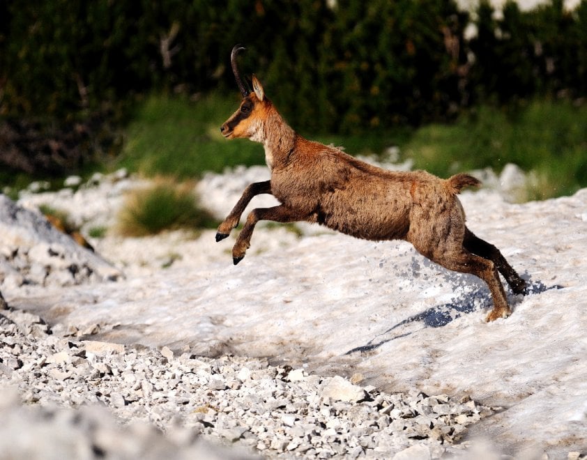I camosci riconquistano le vette