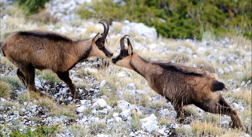 I camosci riconquistano le vette