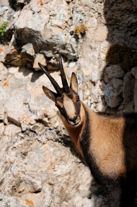 I camosci riconquistano le vette