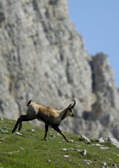 I camosci riconquistano le vette