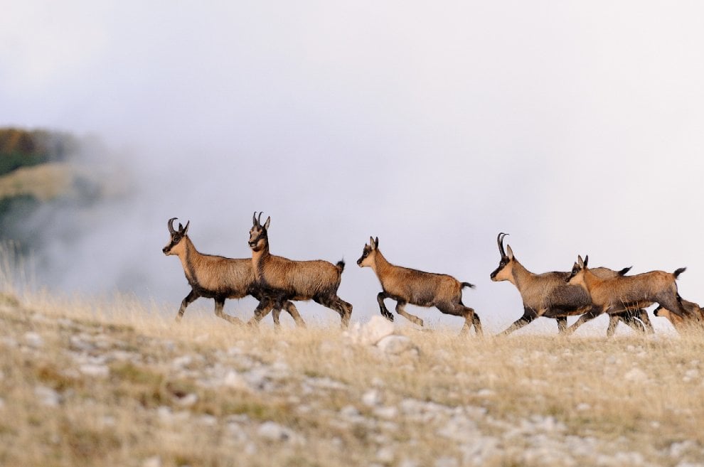 I camosci riconquistano le vette