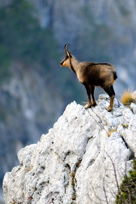 I camosci riconquistano le vette