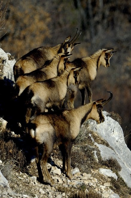 I camosci riconquistano le vette