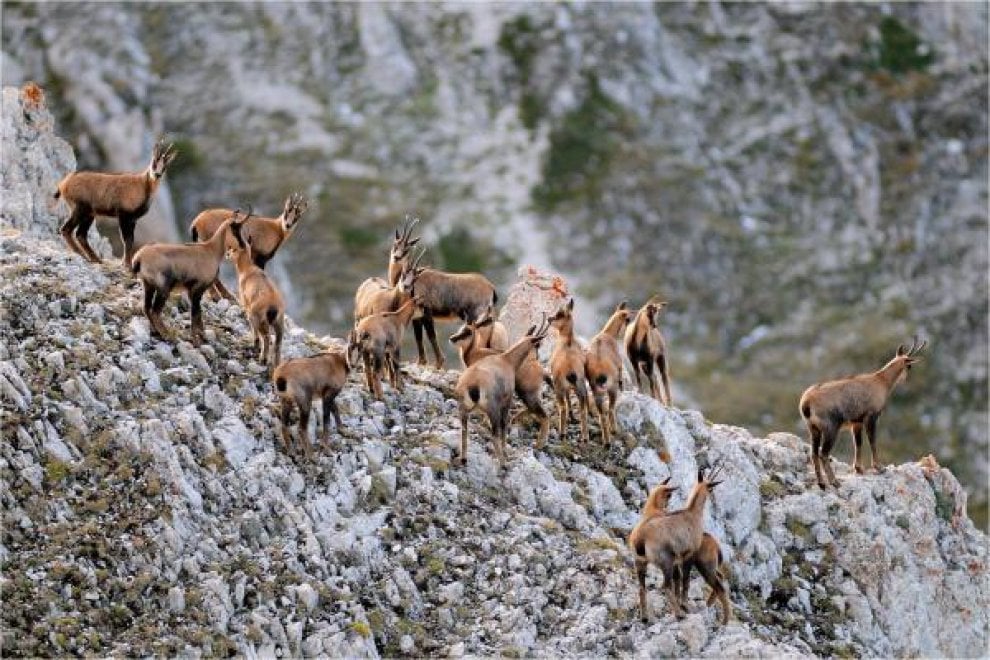 I camosci riconquistano le vette