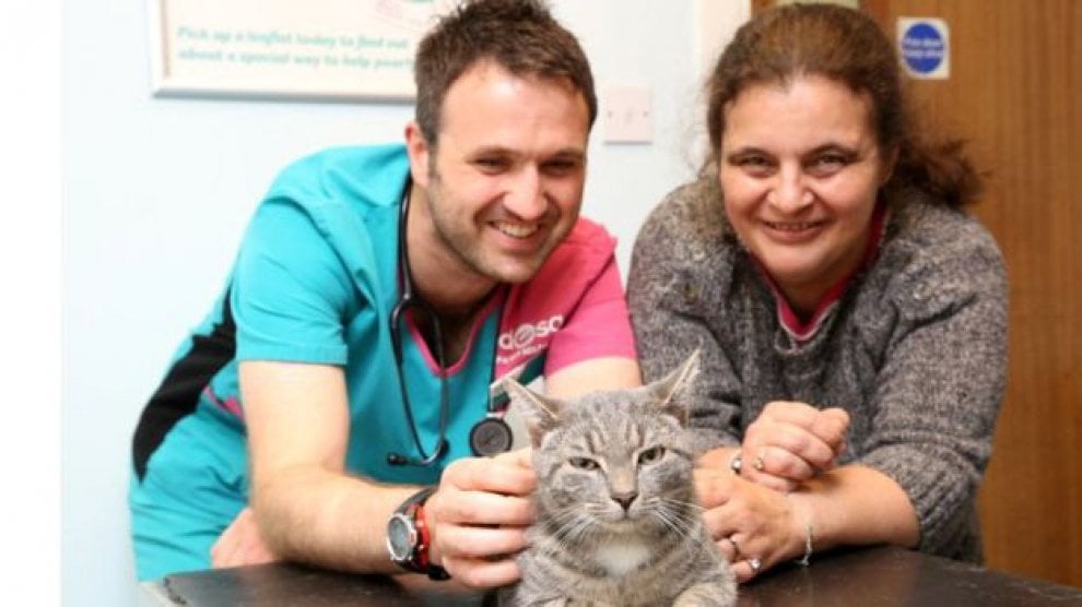 Gb, finisce per sbaglio in lavatrice: il gatto sopravvive al lavaggio