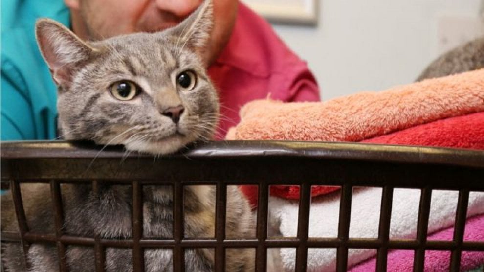 Gb, finisce per sbaglio in lavatrice: il gatto sopravvive al lavaggio