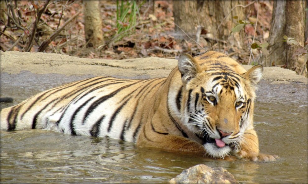 Alla ricerca di Jai: scomparsa la tigre più amata dagli indiani