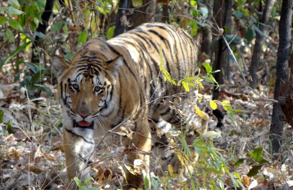 Alla ricerca di Jai: scomparsa la tigre più amata dagli indiani