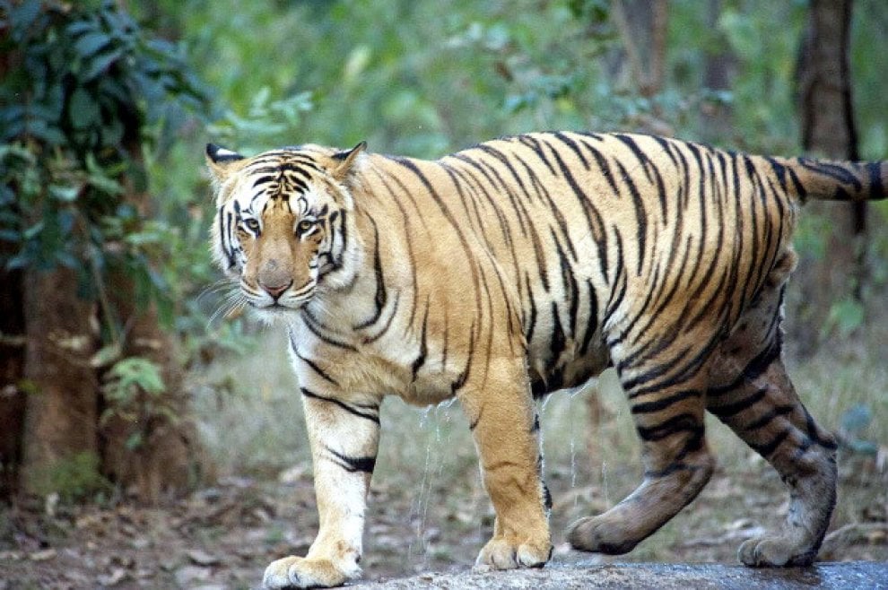 Alla ricerca di Jai: scomparsa la tigre più amata dagli indiani