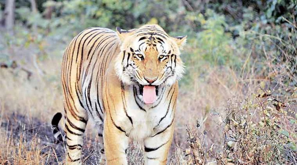 Alla ricerca di Jai: scomparsa la tigre più amata dagli indiani