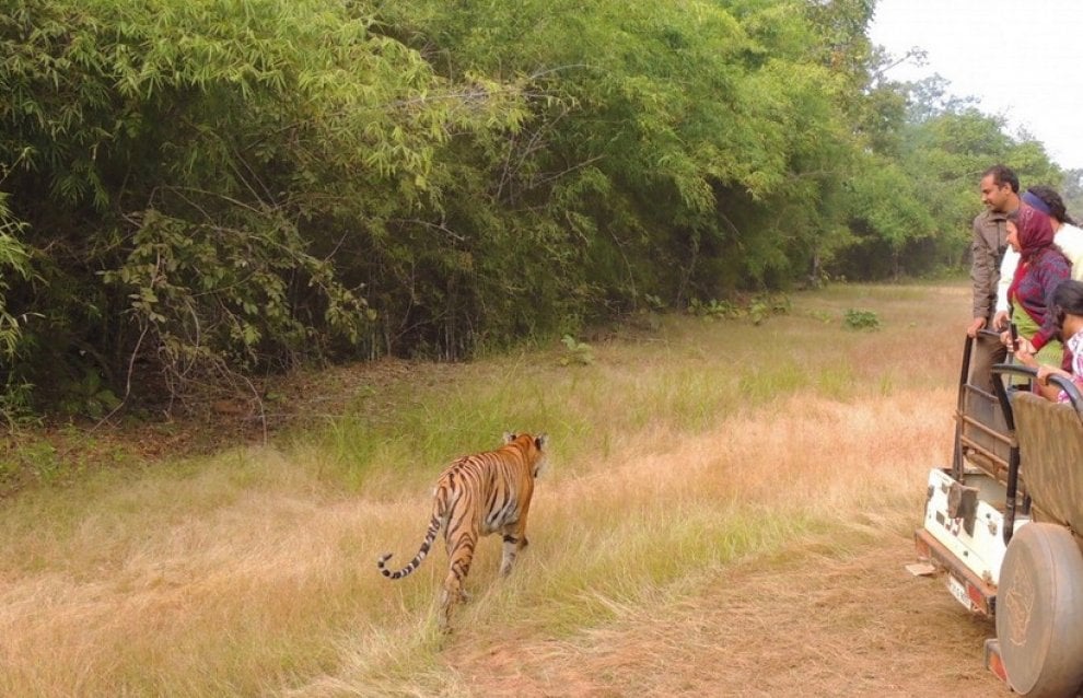 Alla ricerca di Jai: scomparsa la tigre più amata dagli indiani