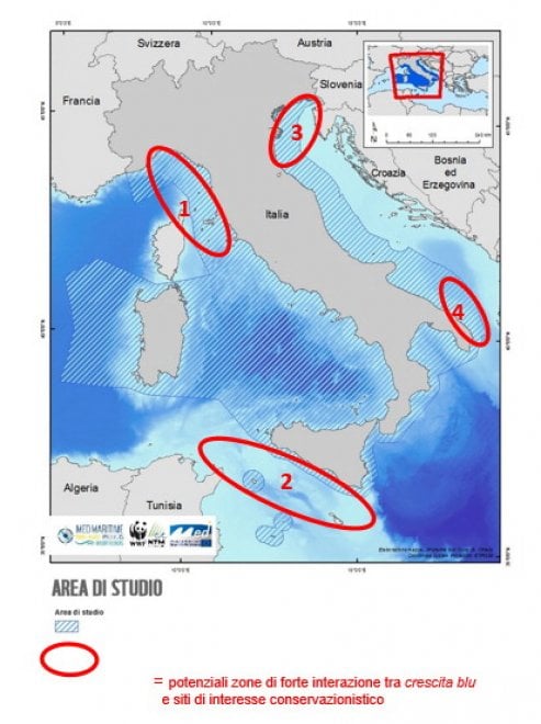 Mediterraneo, dalla Caretta caretta allo zifio: le specie a rischio