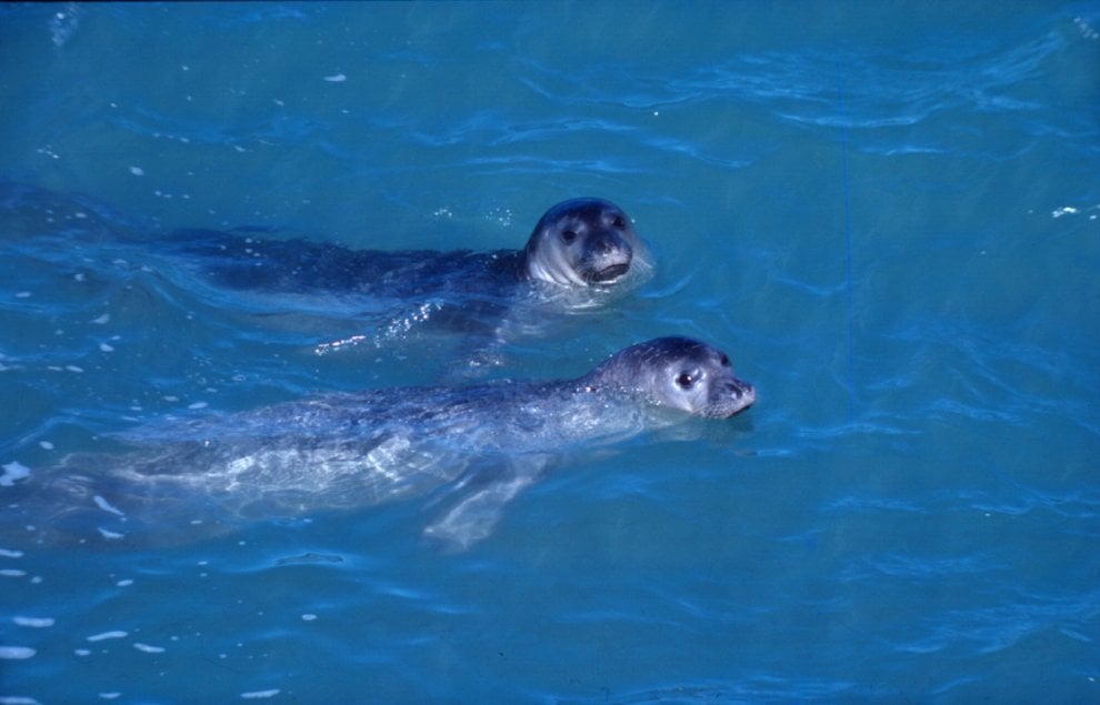 Mediterraneo, dalla Caretta caretta allo zifio: le specie a rischio