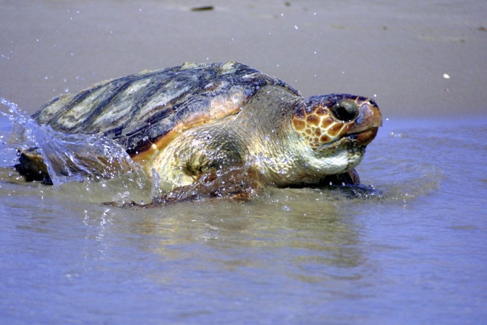 Mediterraneo, dalla Caretta caretta allo zifio: le specie a rischio