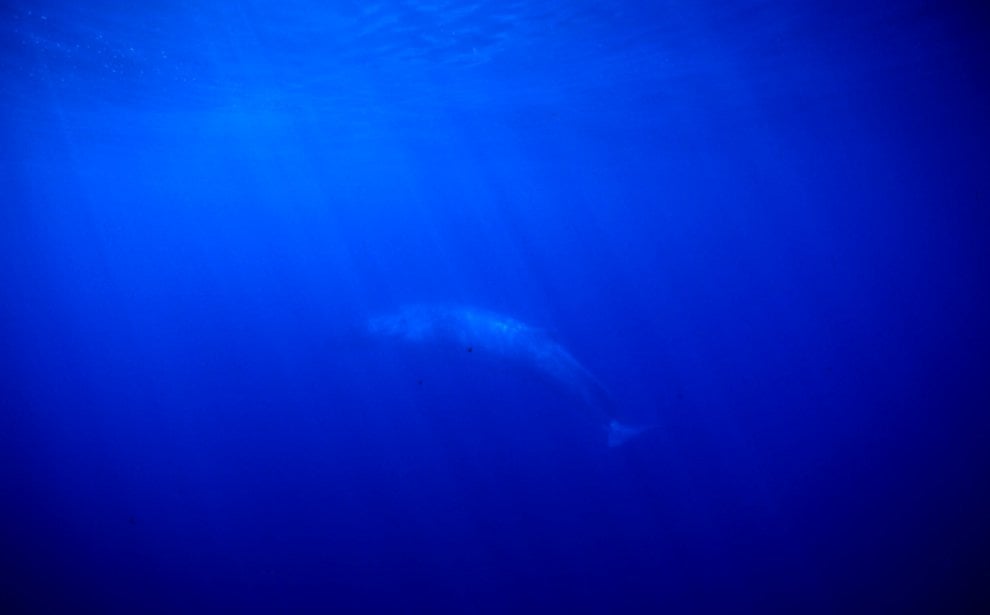 Mediterraneo, dalla Caretta caretta allo zifio: le specie a rischio