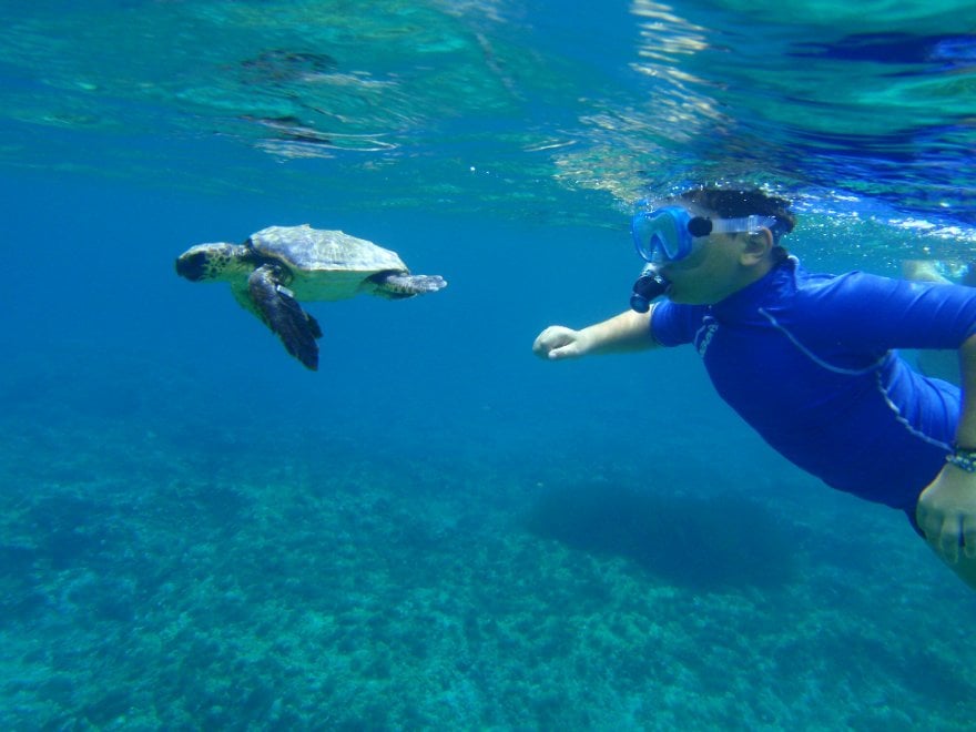 Mediterraneo, dalla Caretta caretta allo zifio: le specie a rischio