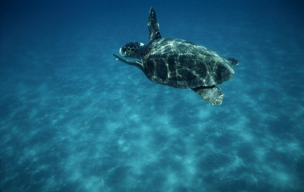 Mediterraneo, dalla Caretta caretta allo zifio: le specie a rischio