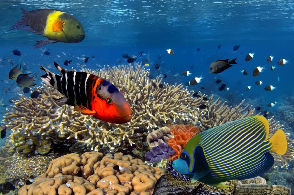 Passione subacquea, 10 regole per immersioni sicure