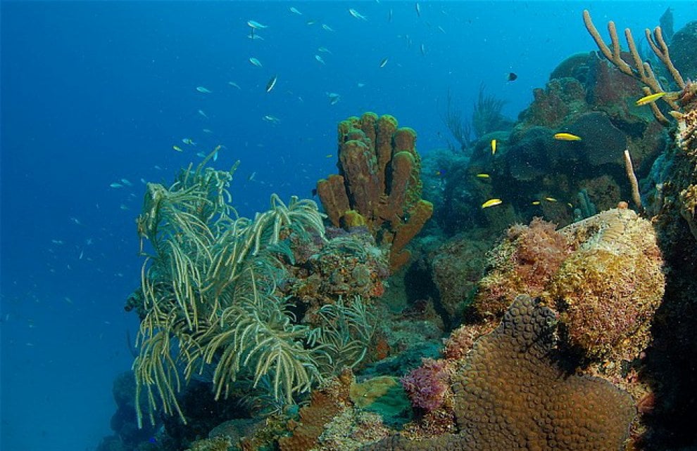Passione subacquea, 10 regole per immersioni sicure