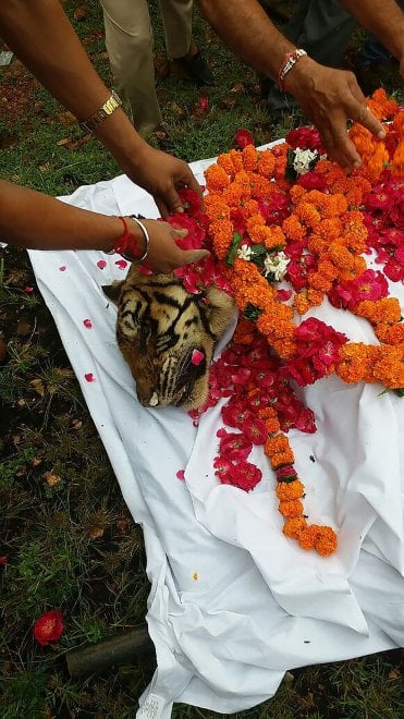 India, muore la regina delle tigri: Machli aveva 19 anni
