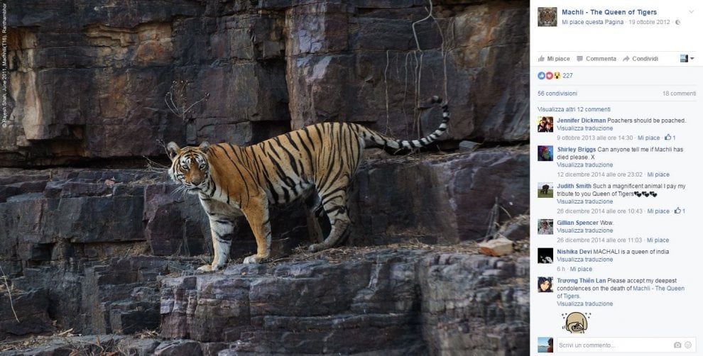 India, muore la regina delle tigri: Machli aveva 19 anni
