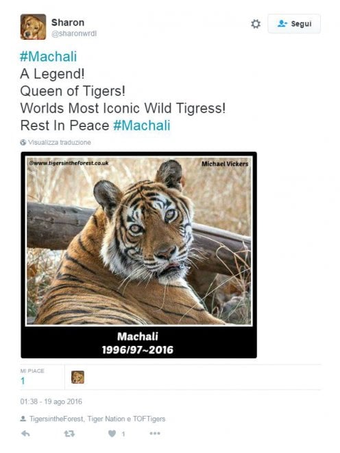 India, muore la regina delle tigri: Machli aveva 19 anni