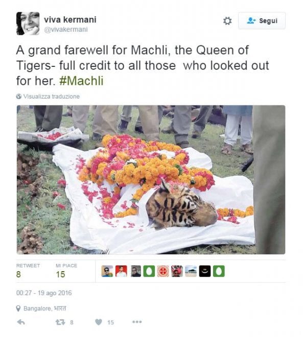 India, muore la regina delle tigri: Machli aveva 19 anni